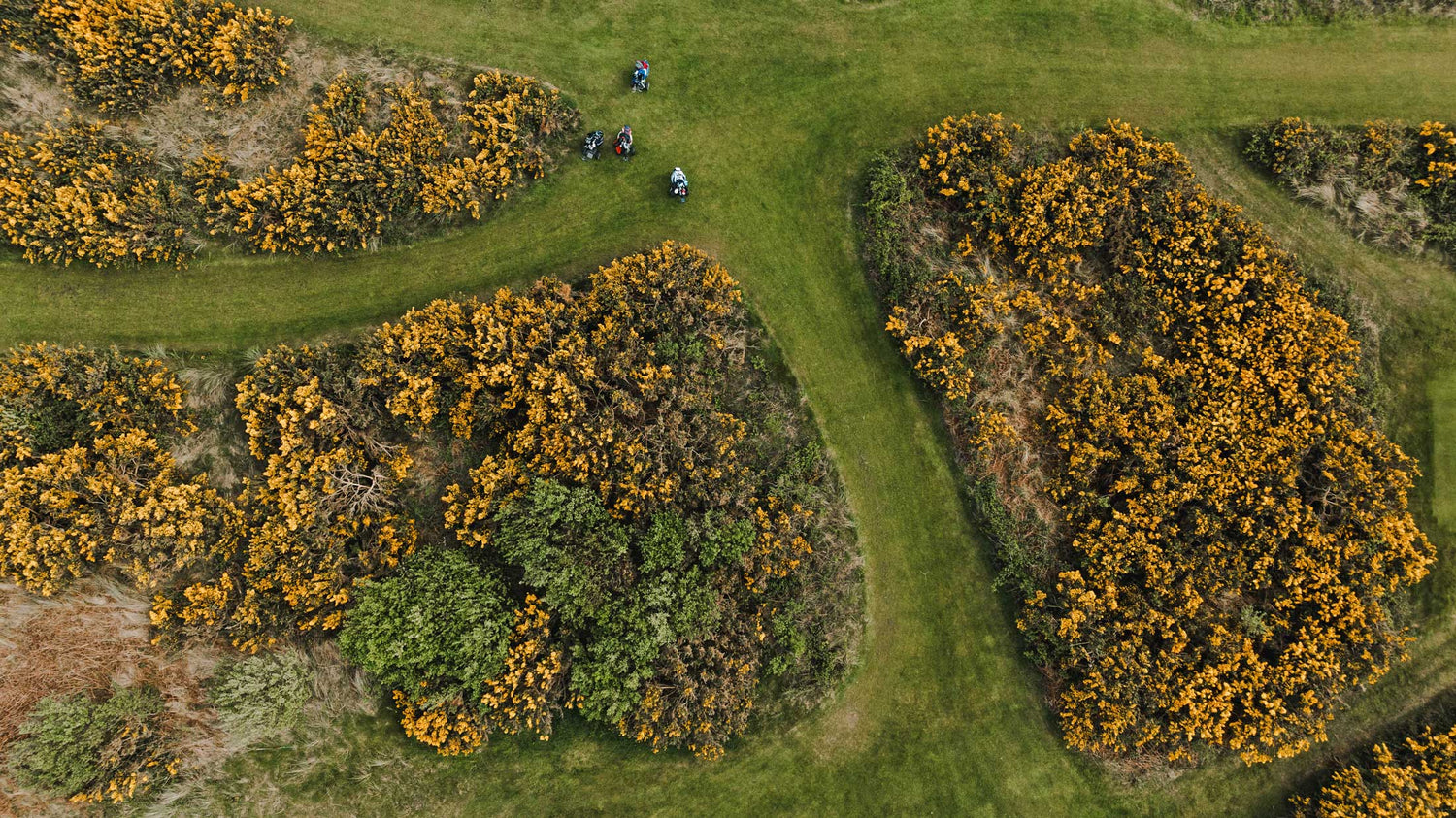 Fescue & Dunes